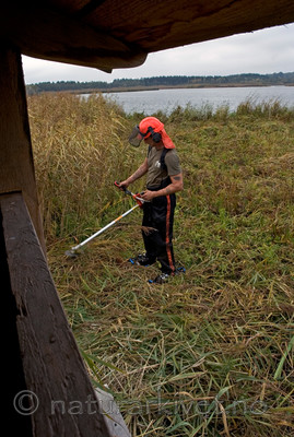 BB 05 0381 / Phragmites australis / Takrør